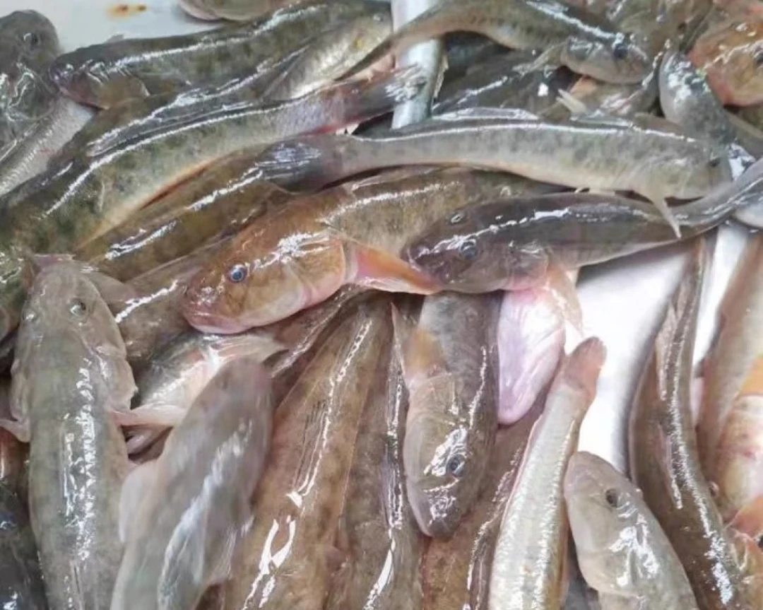 新鲜海捕鲜活沙光胖头鱼龙尾鱼鲜货速冻到手5斤