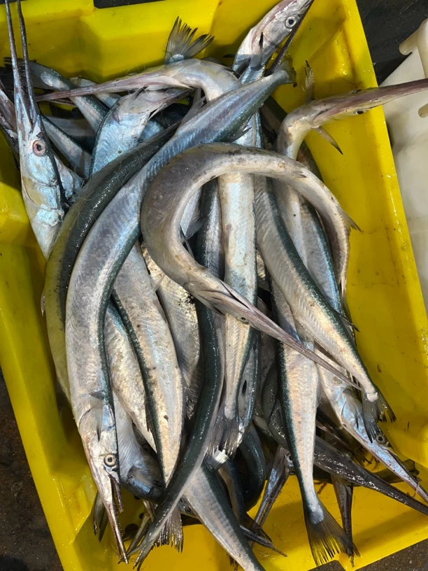 优质针良鱼长嘴鱼尖嘴鱼鲜美可口新鲜海捕净重8斤