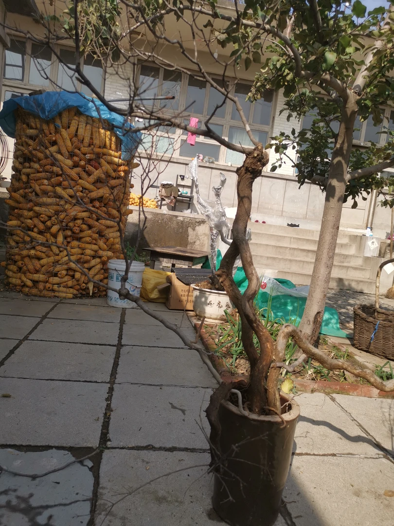 北太行黄荆盆景园 二号链接