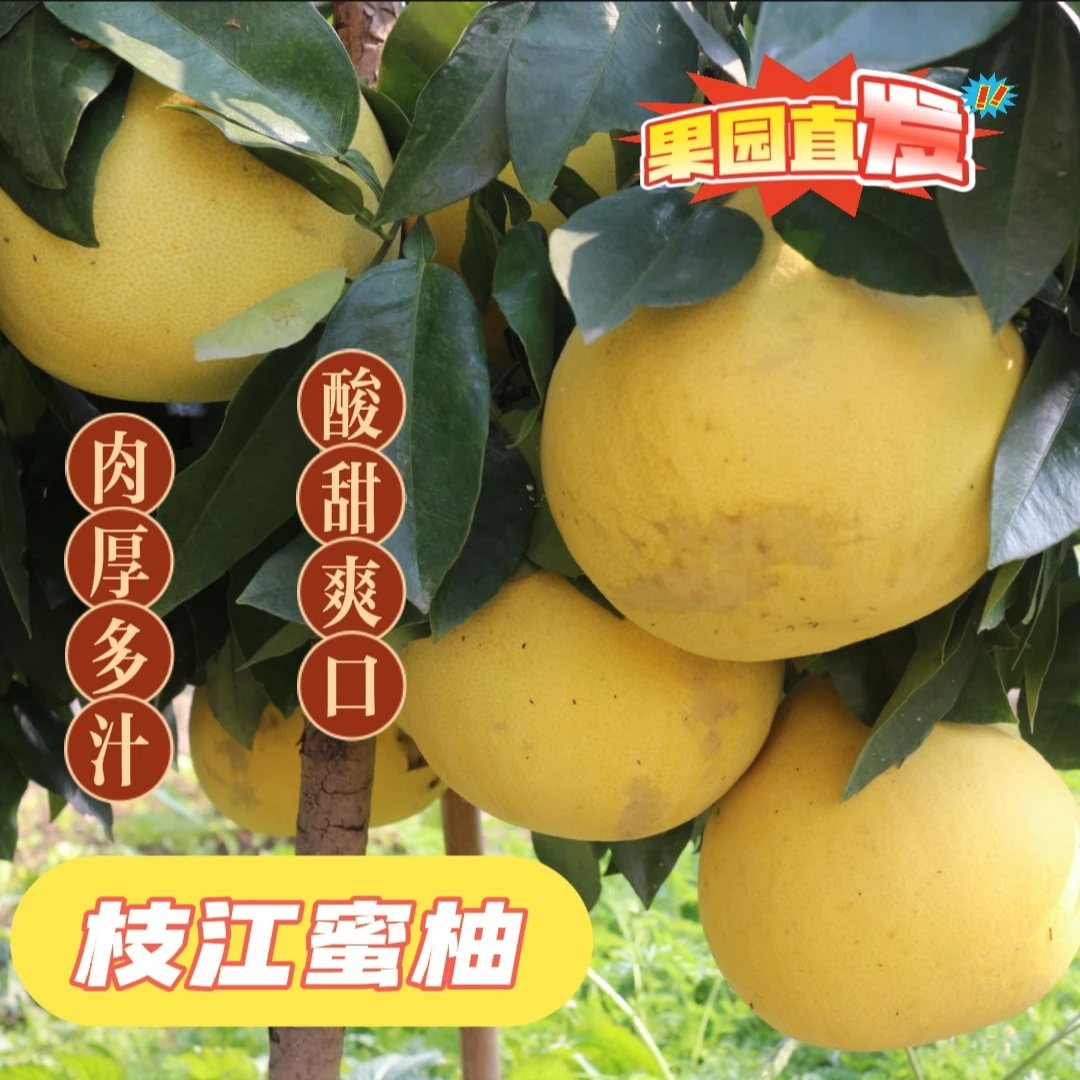 【白心蜜柚】湖北枝江果园直发个大汁多酸甜好吃9斤（2-3个）包邮包赔