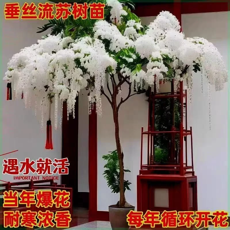 【年宵大促】流苏树苗特色花卉垂丝流苏耐寒浓香四季开花绿植阳台