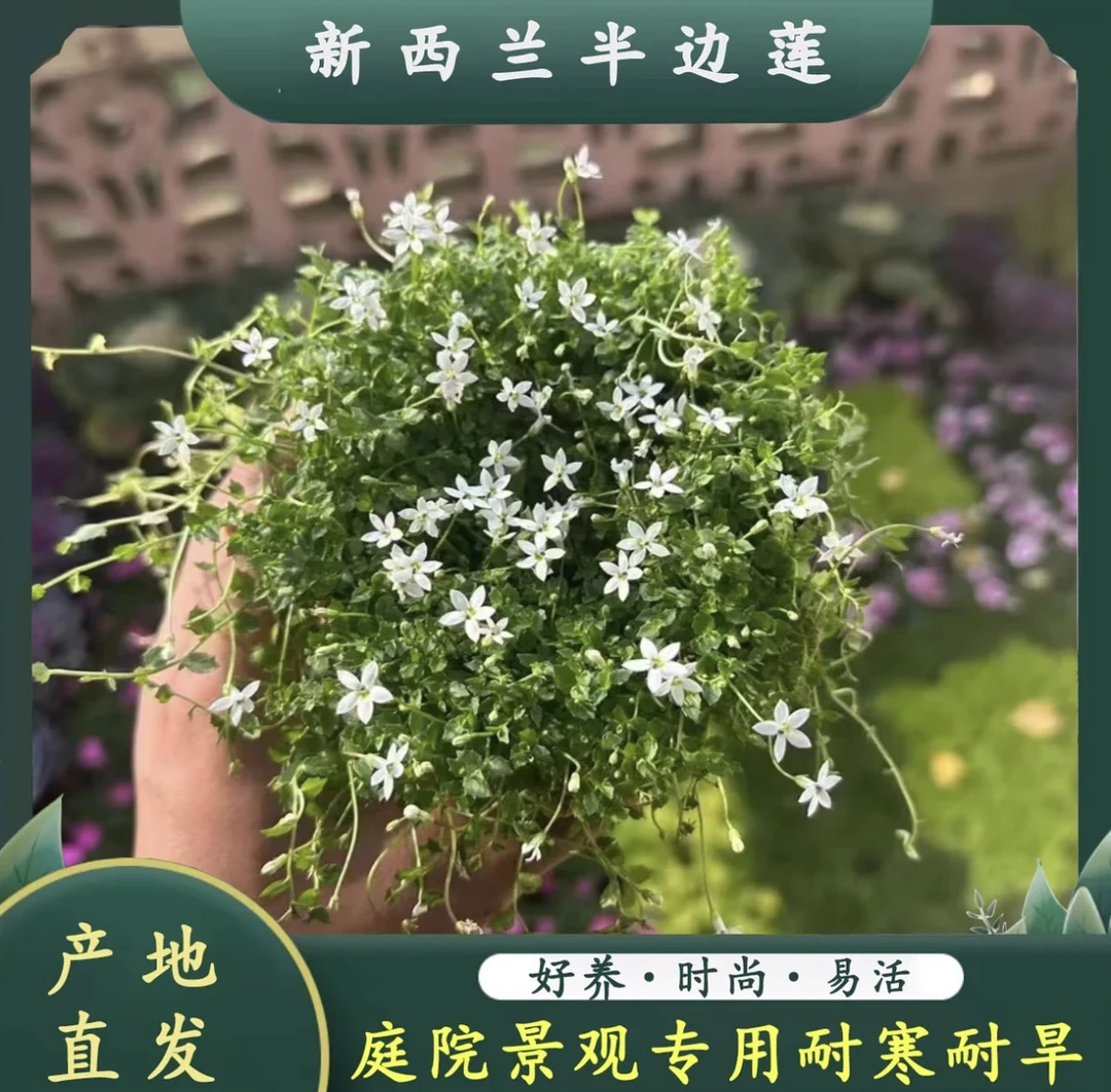 新西兰半边莲多年生四季常绿草坪耐寒耐旱庭院盆栽绿化花园造景