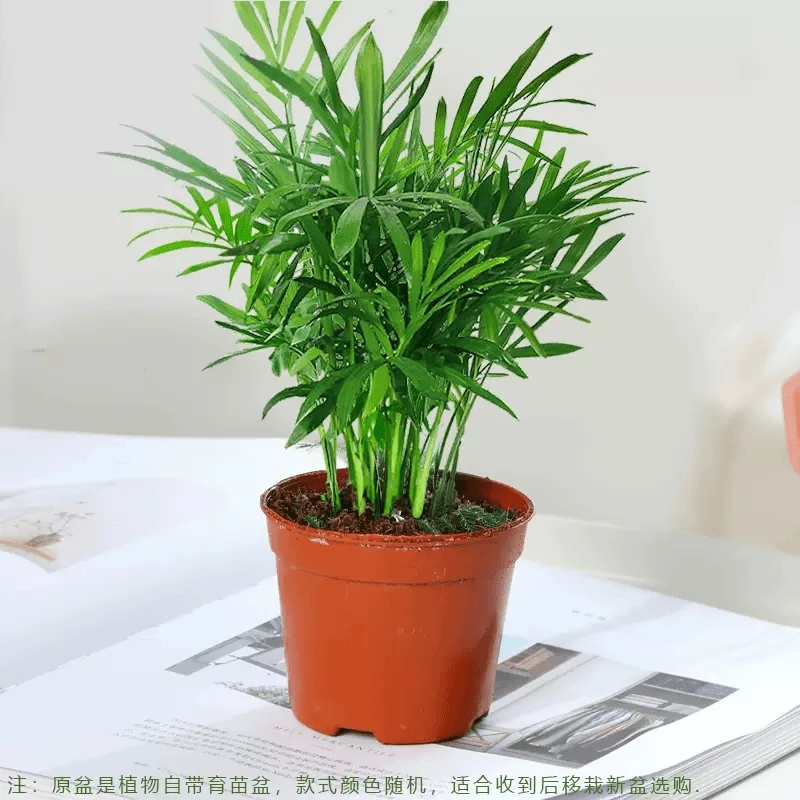 散尾葵盆栽凤尾竹袖珍椰子净化空气吸室内花卉大型绿植发财树
