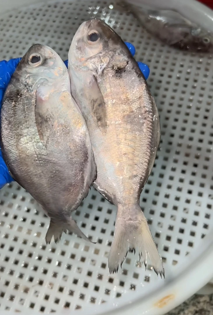 乌前/海织鱼 神泉港野生海捕乌钱鱼 洗杀净400g