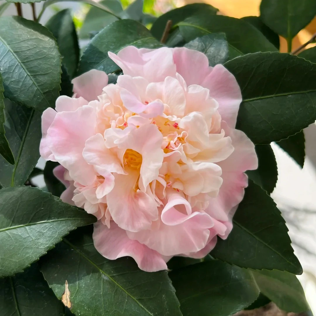 香妃茶花盆栽三年独杆原生苗重瓣大花型带花苞原盆土发货