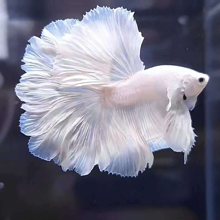 泰国斗鱼仙女鱼网红婚纱鱼桌面微景观活鱼养半月小金鱼纯白大尾