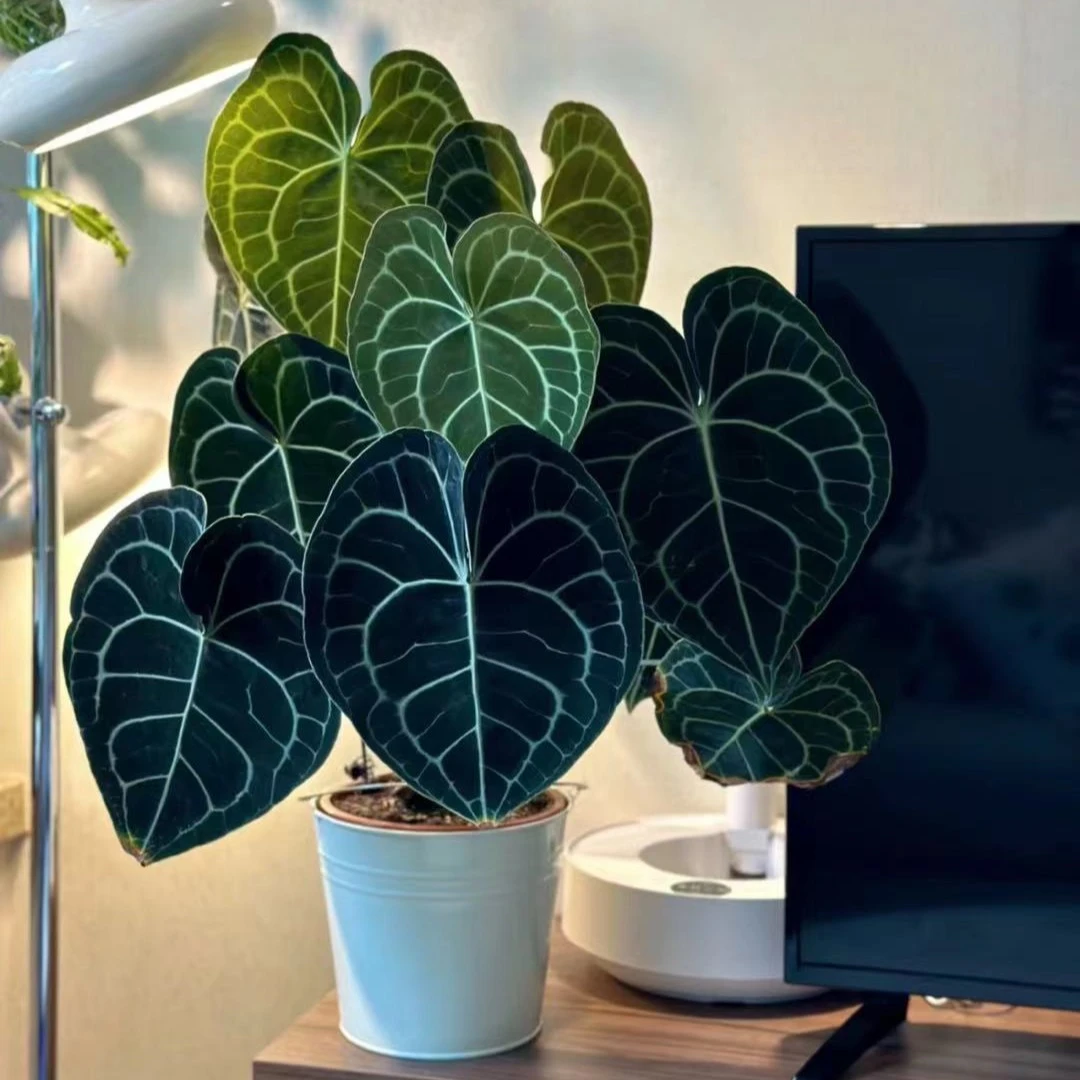 【花烛】ins风网红盆栽室内观叶原盆原土克莱恩好养阳台耐阴绿植