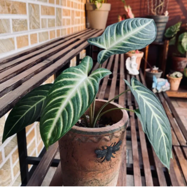 【乳脉千年海芋】好养阳台植物室内外绿植花卉四季常青耐阴观叶绿植