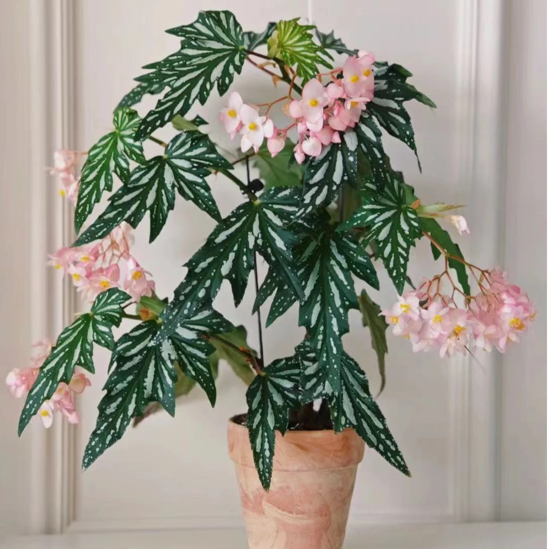 【乌头杂】秋海棠盆栽室内网红观叶绿植办公室客厅好养