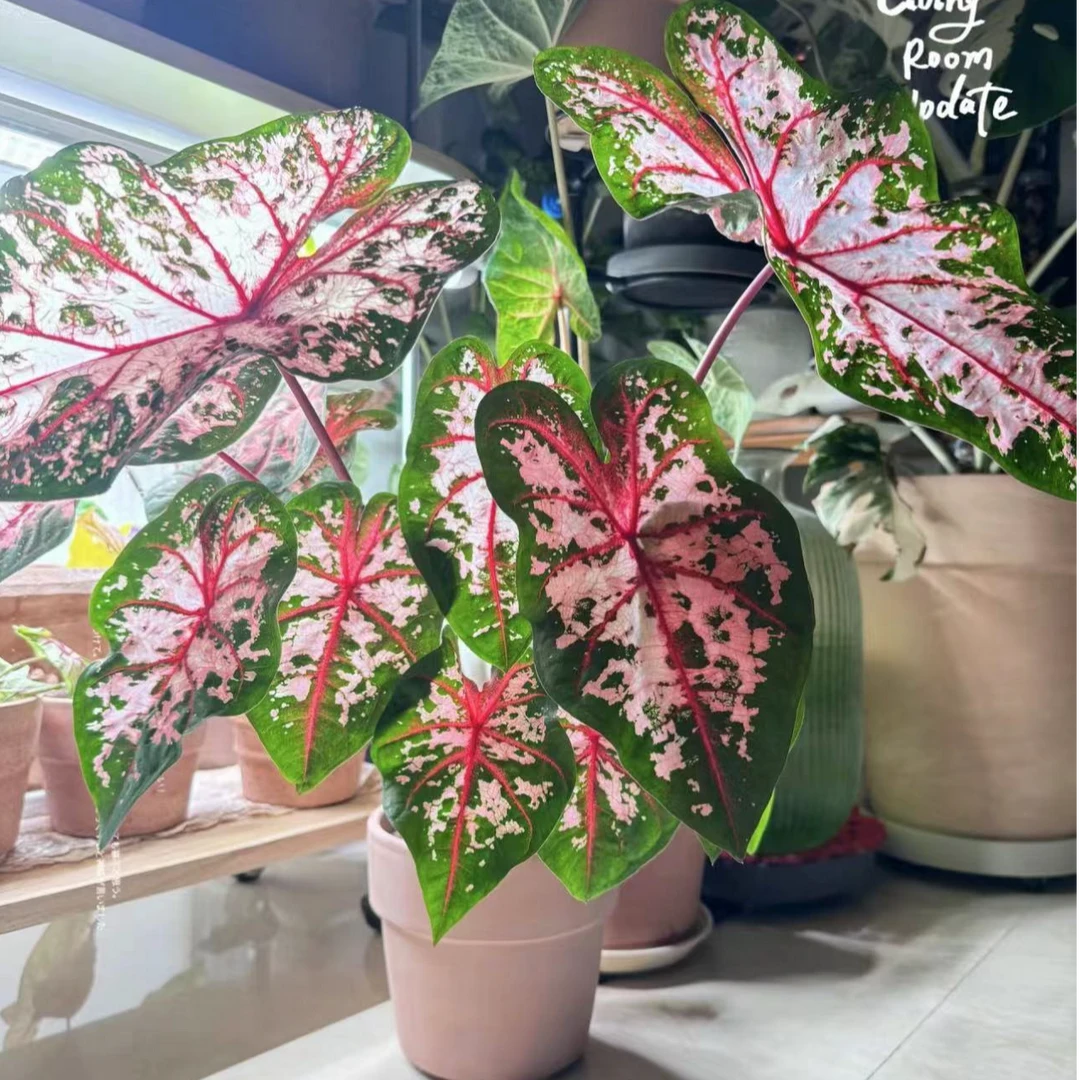 【中棵彩叶芋】自种款大种球原盆原土ins风耐晒好养