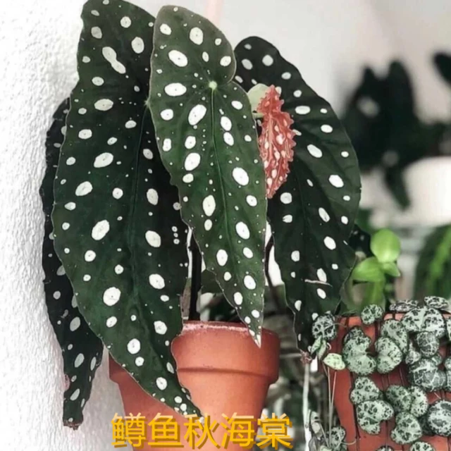 【招牌！】鳟鱼秋海棠ins风网红盆栽室内创意观叶绿植
