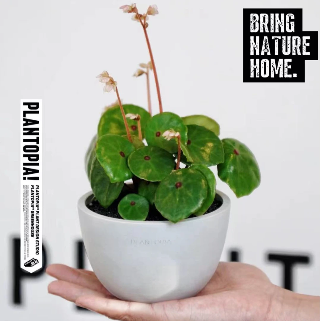 【红心盾叶秋海棠】小可爱小叶形ins风网红盆栽室内创意观叶绿植