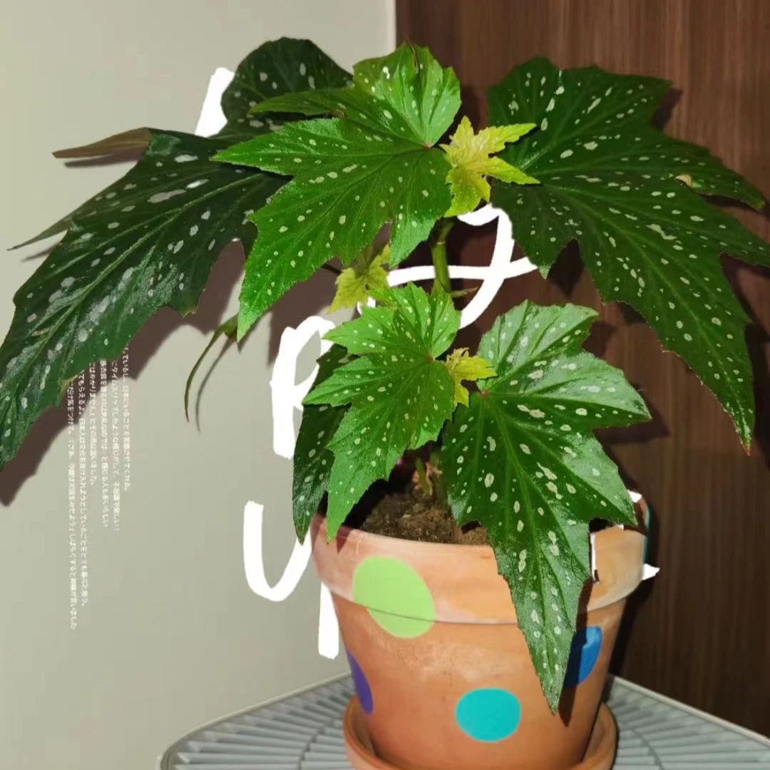 【艾泽拉秋海棠】ins风网红盆栽室内创意观叶