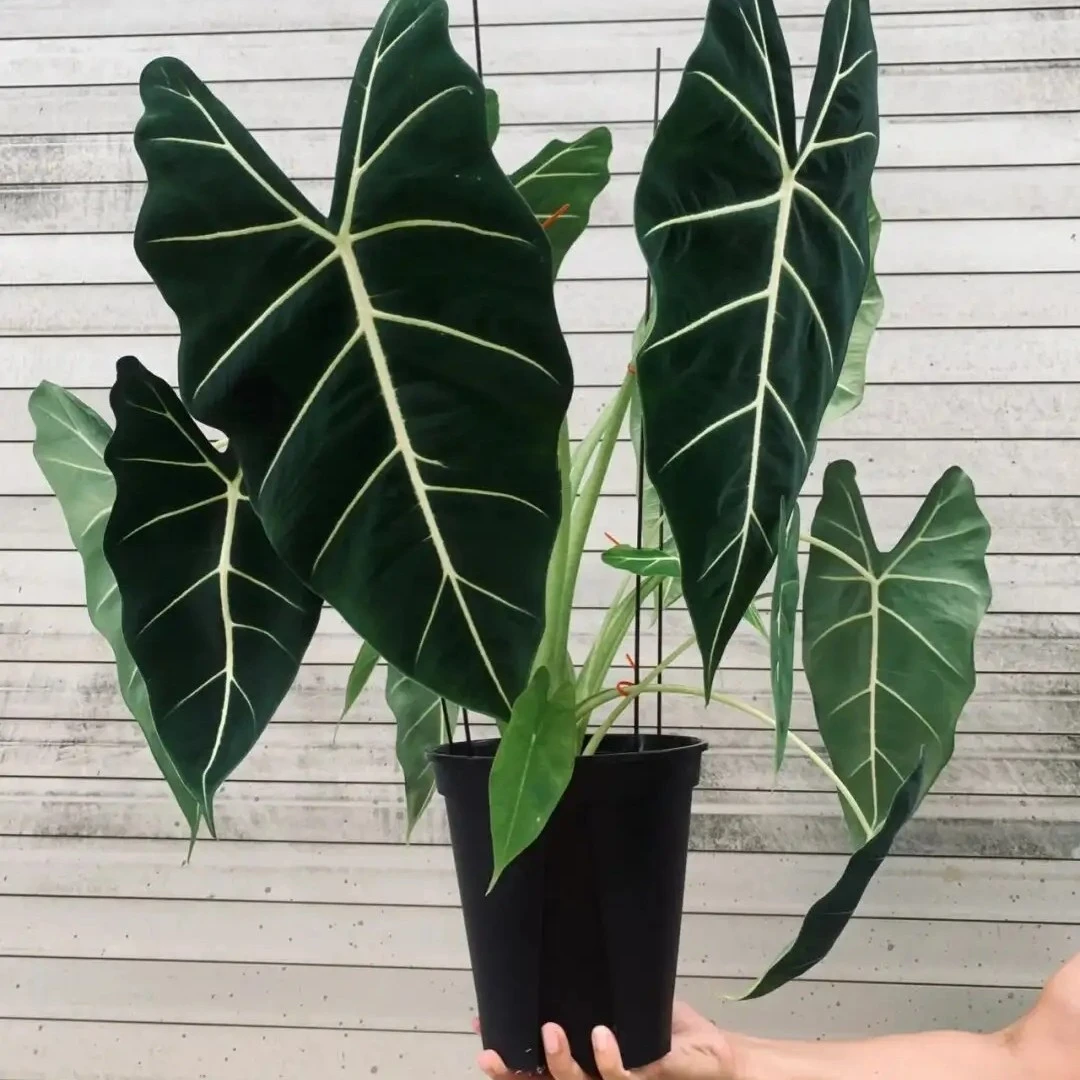 【绿天鹅海芋】好养阳台植物室内外绿植四季常青耐阴观叶绿植