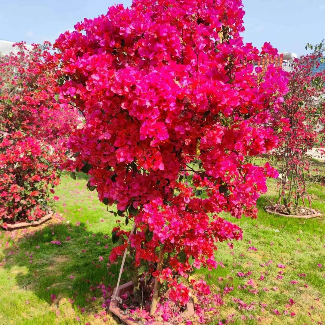 春季三角梅玫红色室外盆栽庭院花卉