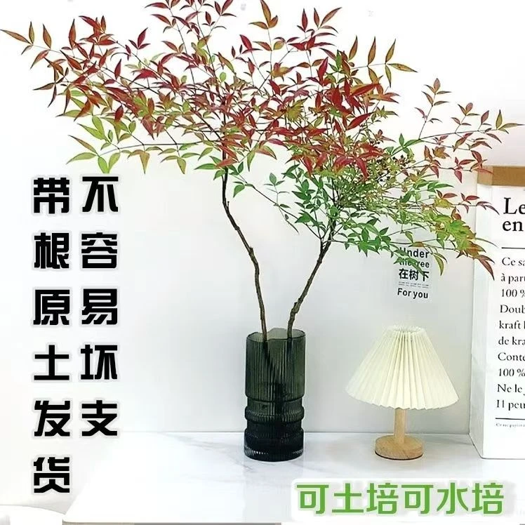 精品火焰南天竹水土室内室外盆栽绿色庭院净化空气老庄树办公阳台