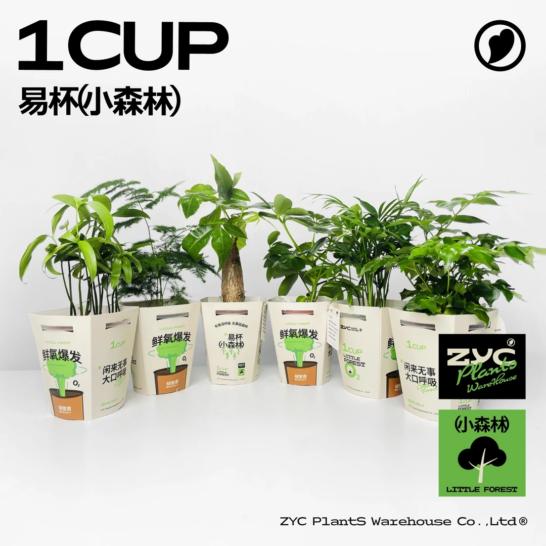 易杯小森林盆栽 （竹柏+鸭脚木+发财树）【植营仓】