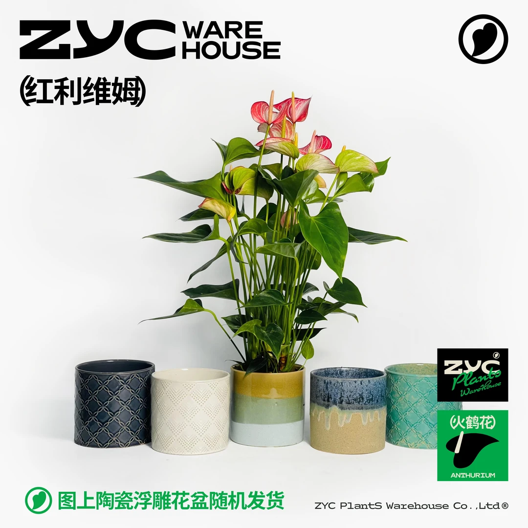 【植营仓】140#福运大掌系列-红利维姆（带盆版）
