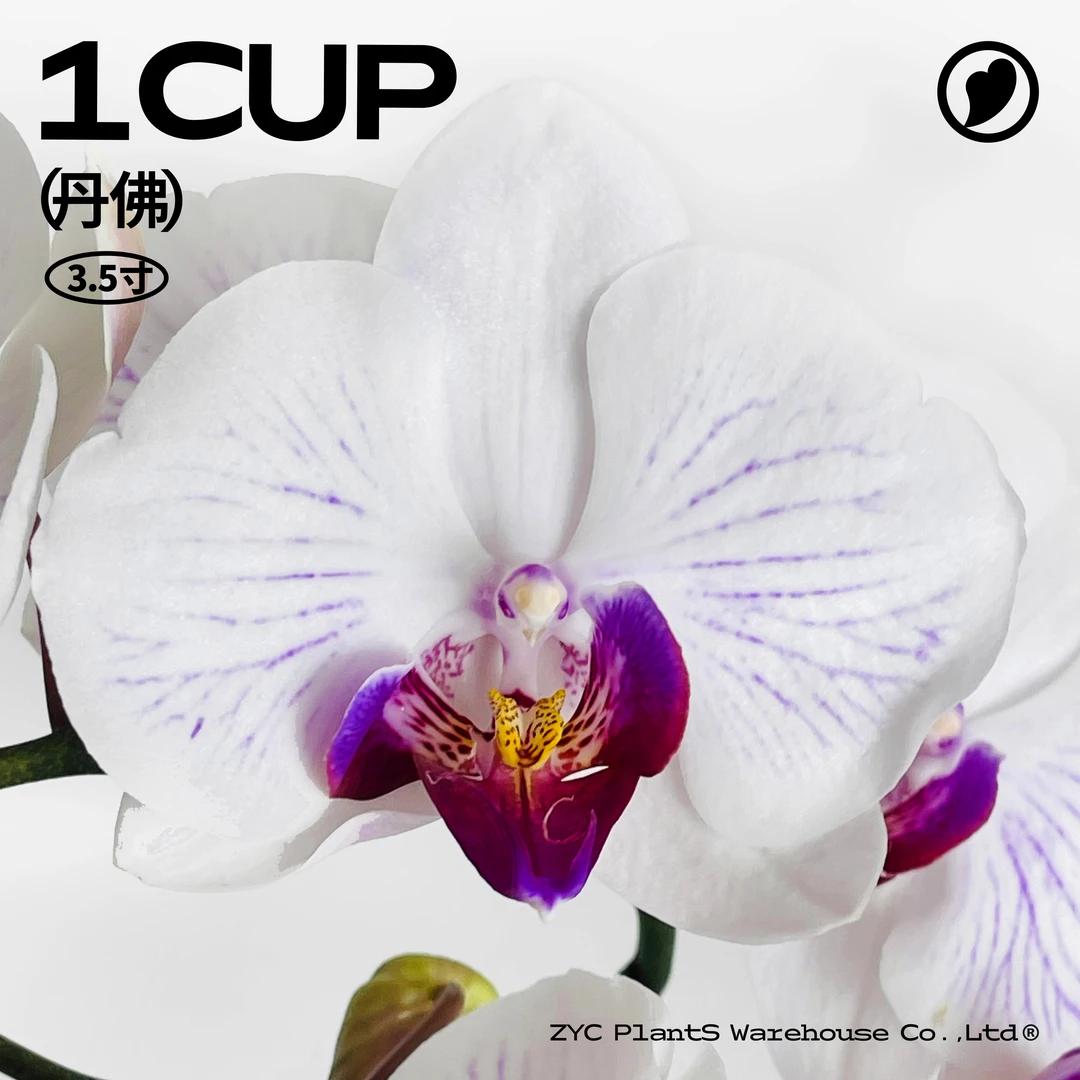 丹佛-3.5寸A级组盆蝴蝶兰【植营仓】