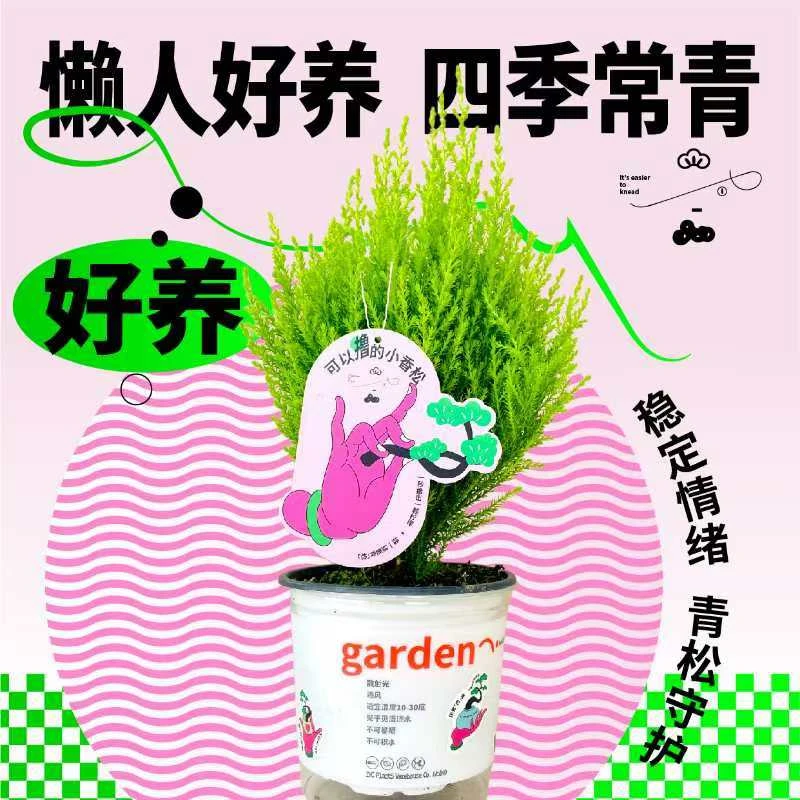 【小香松】放轻松懒人桌面绿植好养好闻四季常青家居好物