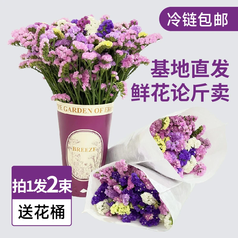 云南直发带花桶，勿忘我鲜花干花花束两束加定制花桶