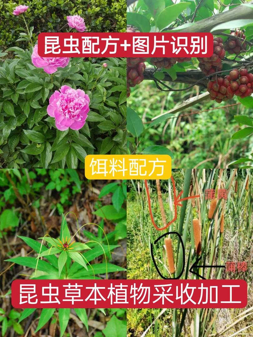 内部资料、各种昆虫草本类加工饵料配方制作饵料包装鲜花