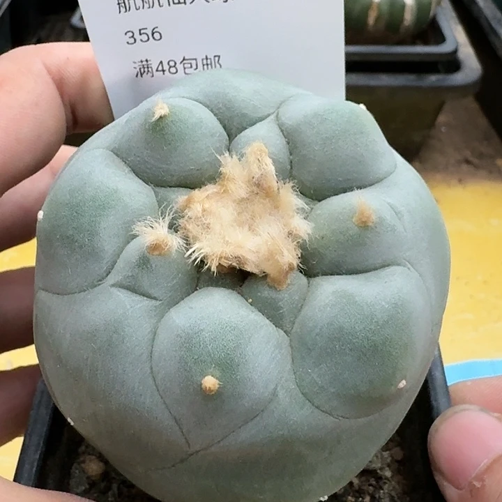 仙人球苗接7.5公分356