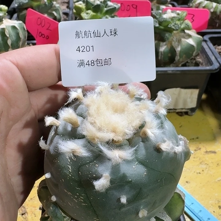 仙人球苗接开花4201