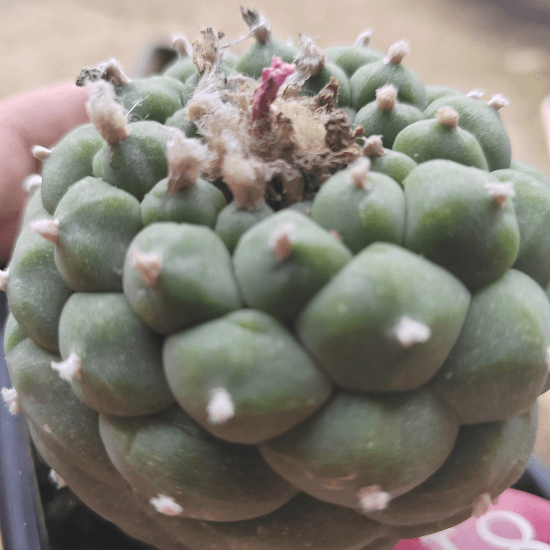 苗接仙人球海鲜红色81号