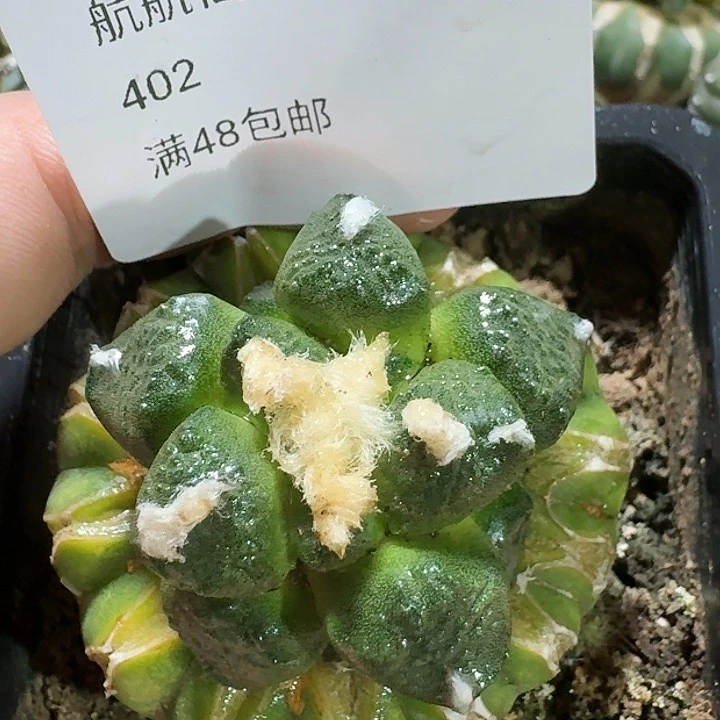 仙人球苗接连山4.5公分402