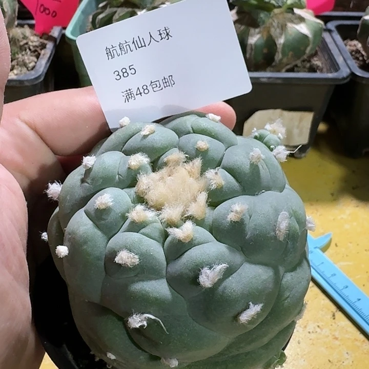 仙人球苗接开花385