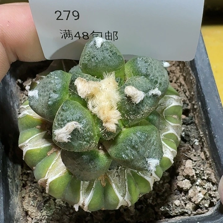 仙人球苗接连山4.5公分279