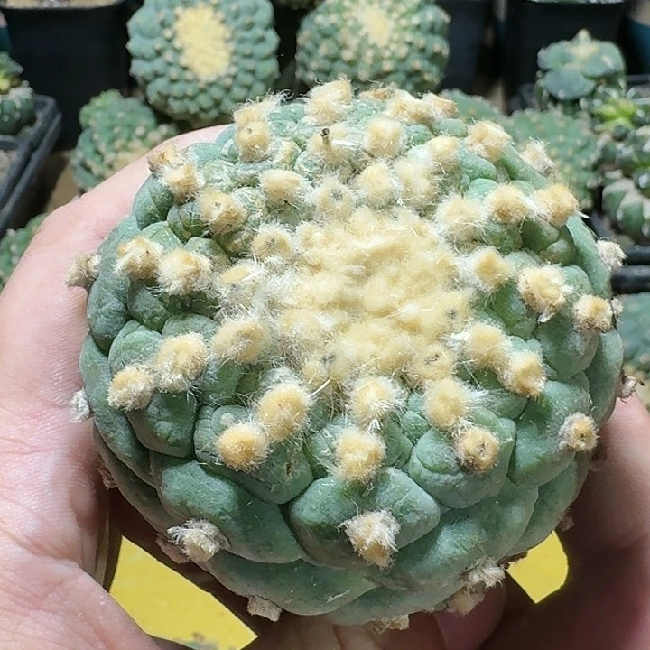 仙人球一代侧芽1083