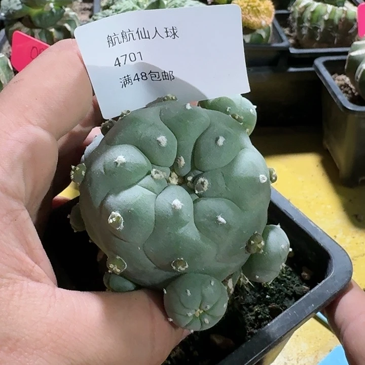 仙人球苗接开花4701