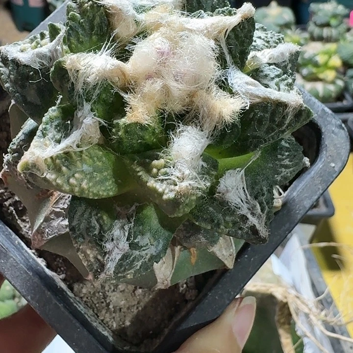 苗接仙人球锦开花1202