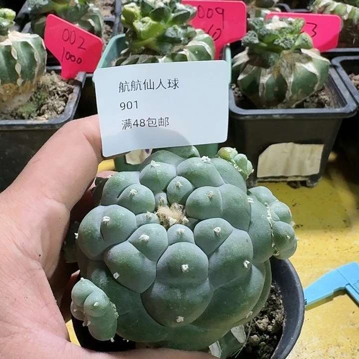 仙人球苗接开花901