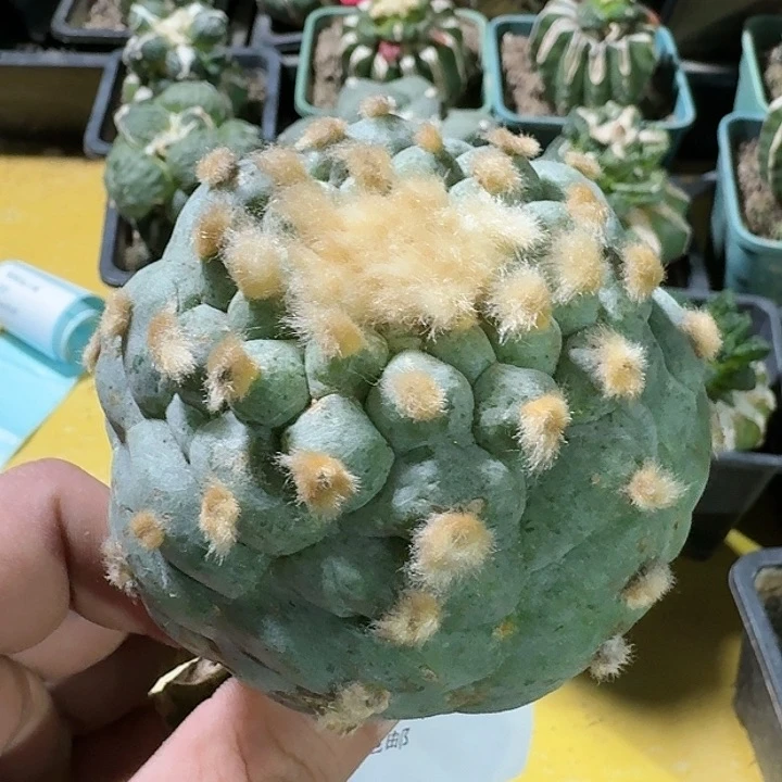 仙人球一代侧芽8公分112