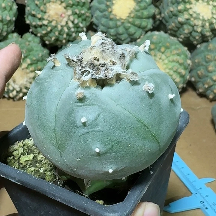 仙人球苗接乌6.8公分1295