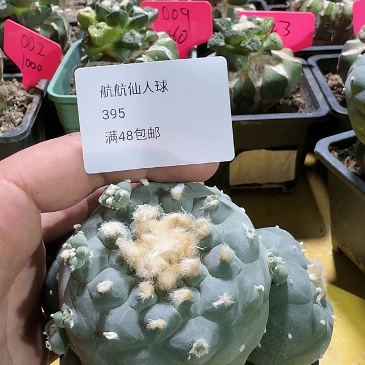 仙人球苗接开花395