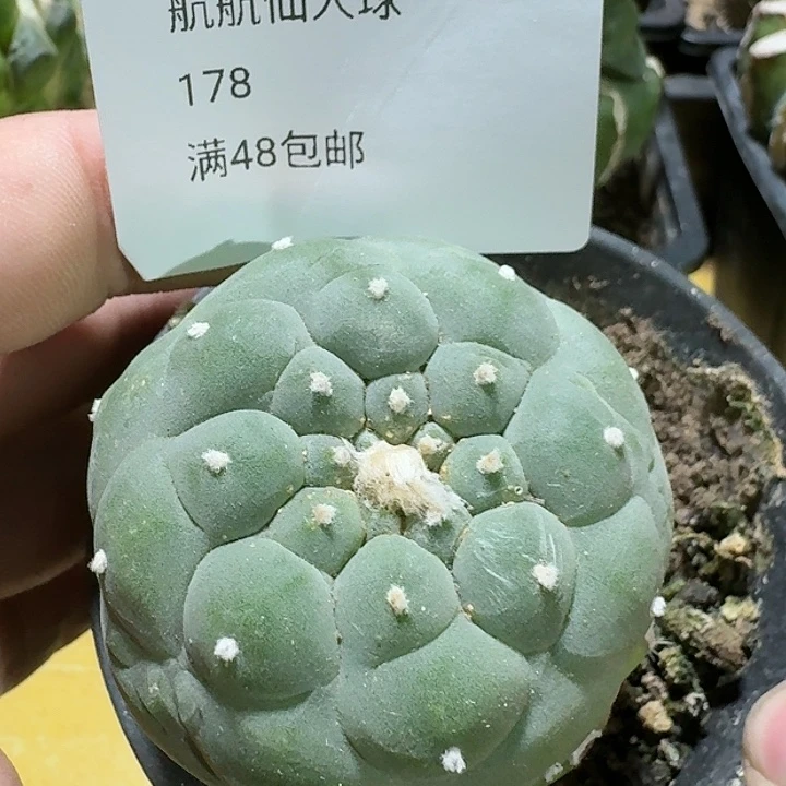 仙人球苗接5.5公分178