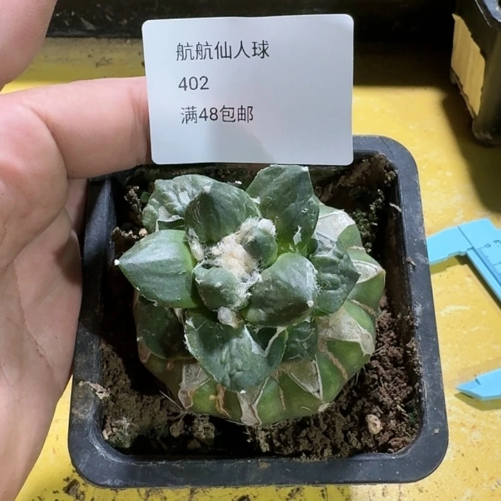 仙人球苗接开花402