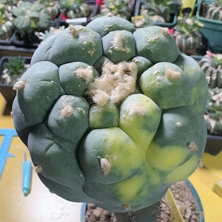 仙人球苗接大尤锦8.7公分