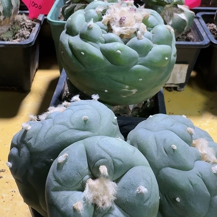 血**霭仙人球苗接花友专拍373
