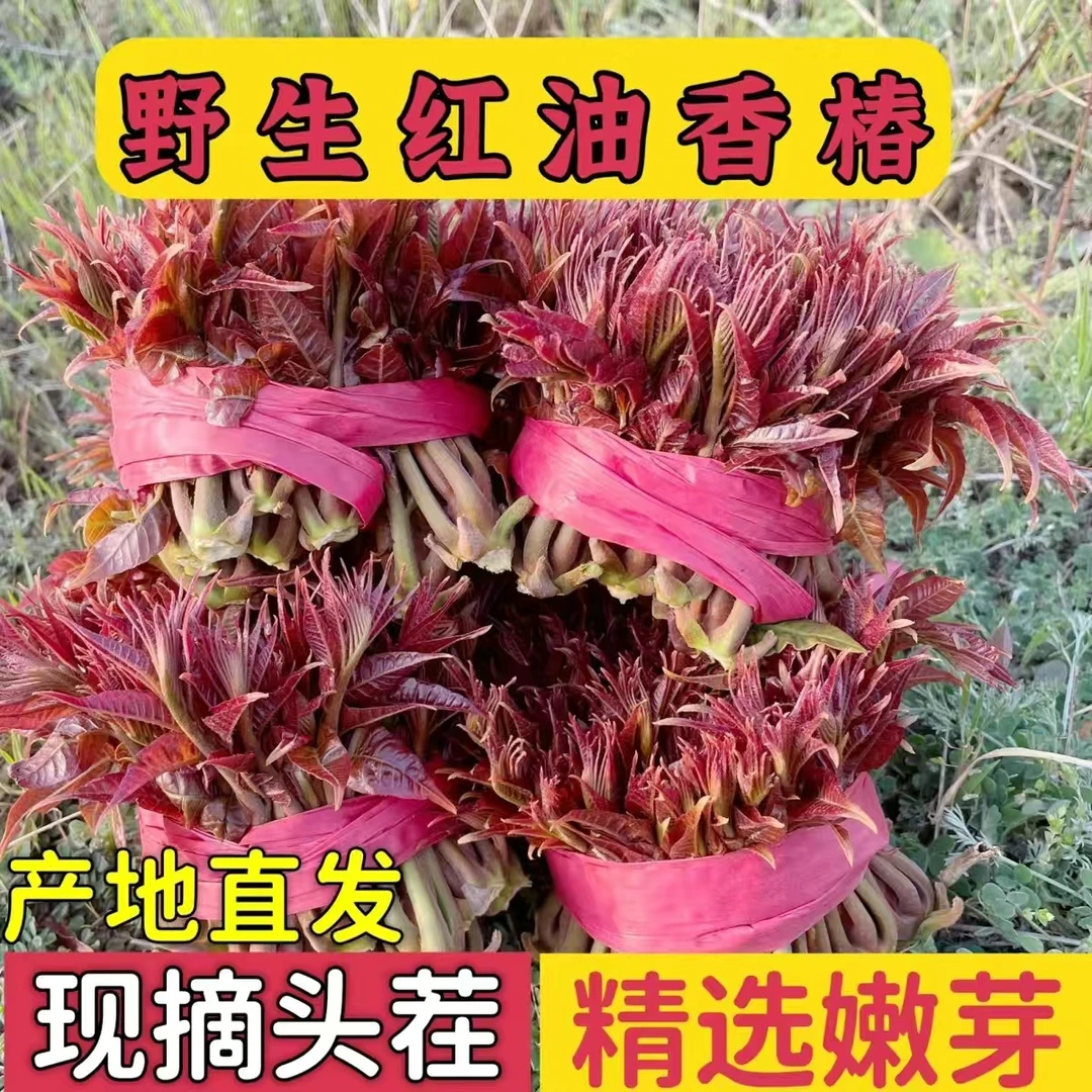 2024年头茬露天野生红油香椿芽现摘现发应季蔬菜新鲜生长顺丰包邮