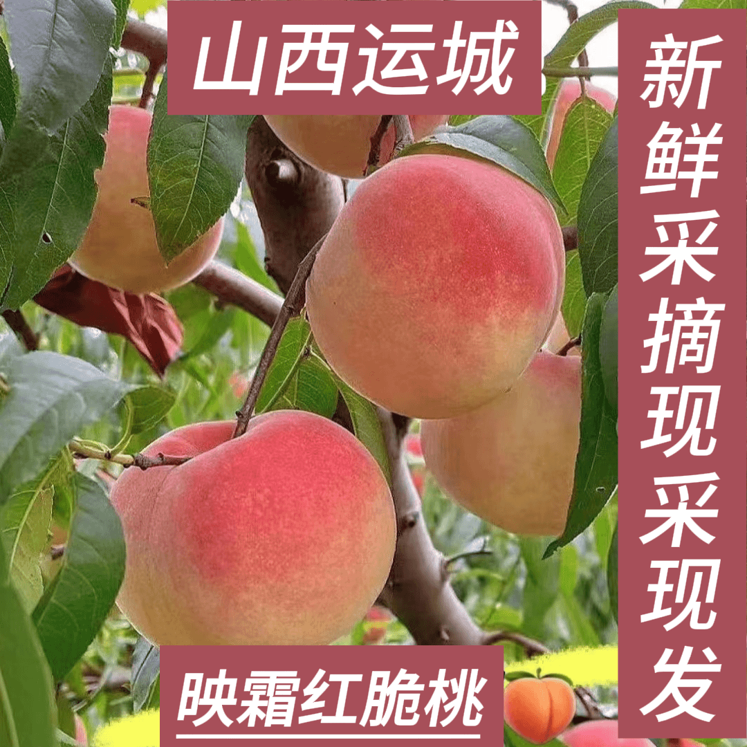 山西运城新鲜冬桃脆桃脆蜜桃大果脆甜多汁现采现发净重4.5精选