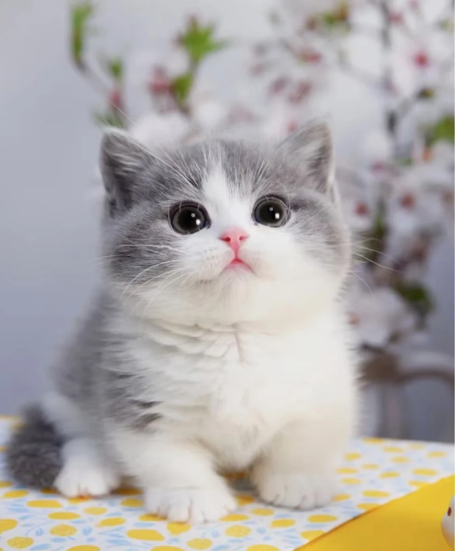 超可爱猫咪全品种猫咪直播专用链接猫砂