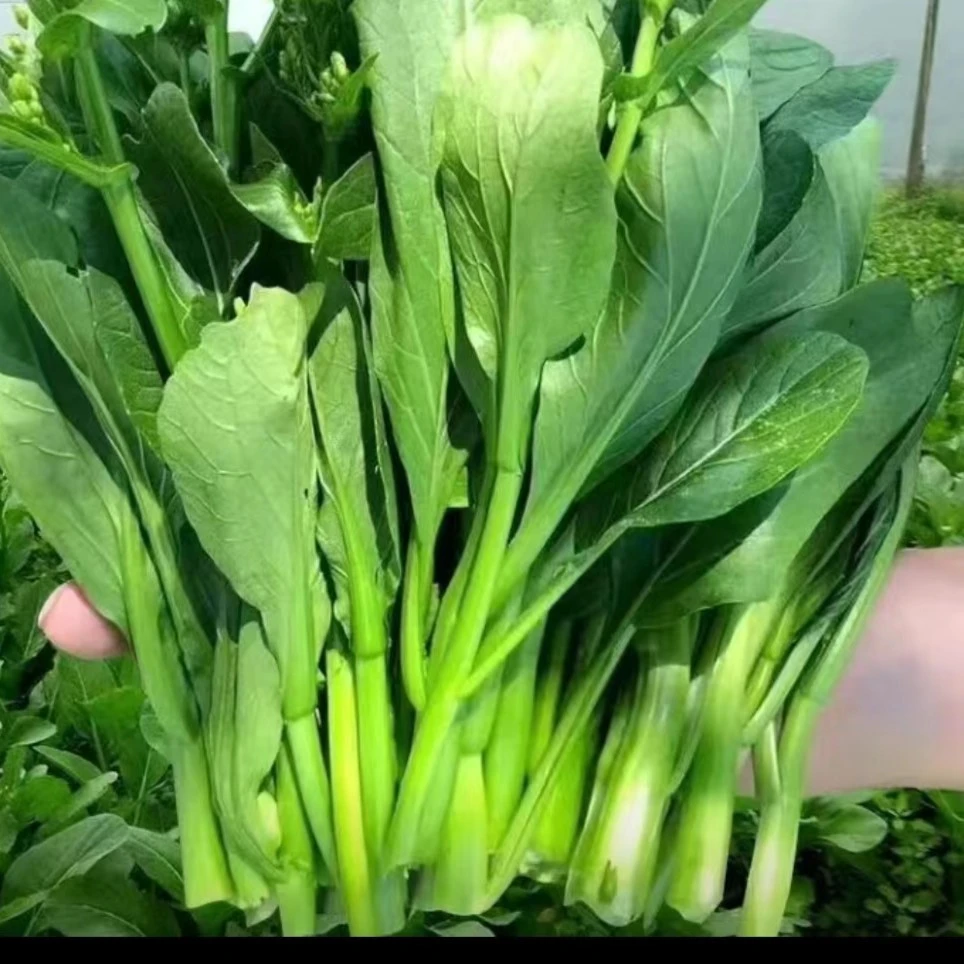 脆甜 菜心 380g±20g/份回购率高