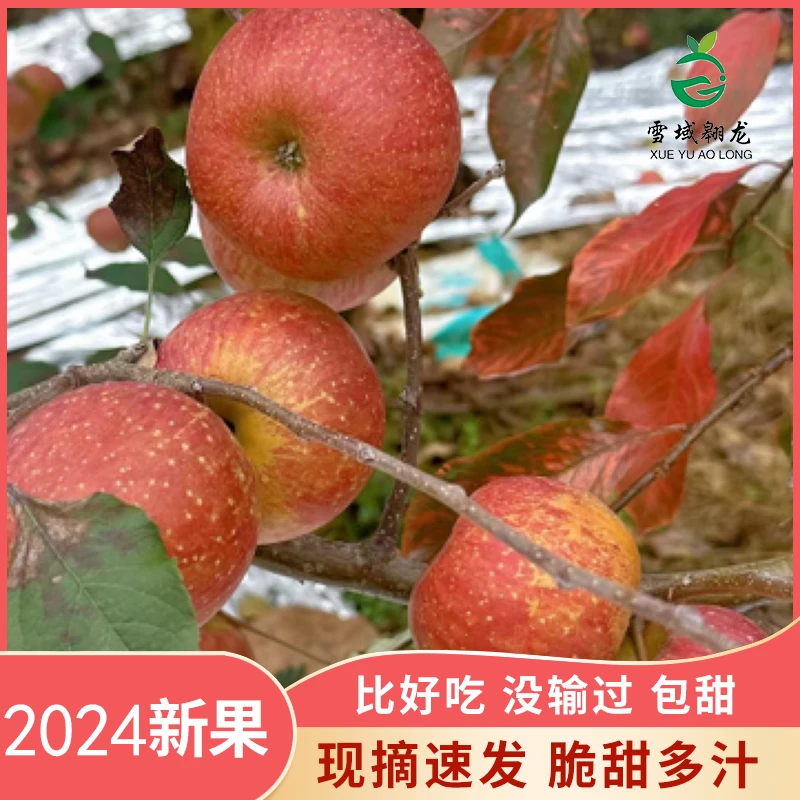 【瑕疵果】汉源红富士冰糖心苹果产地直发拍5斤送3斤到手现摘现发