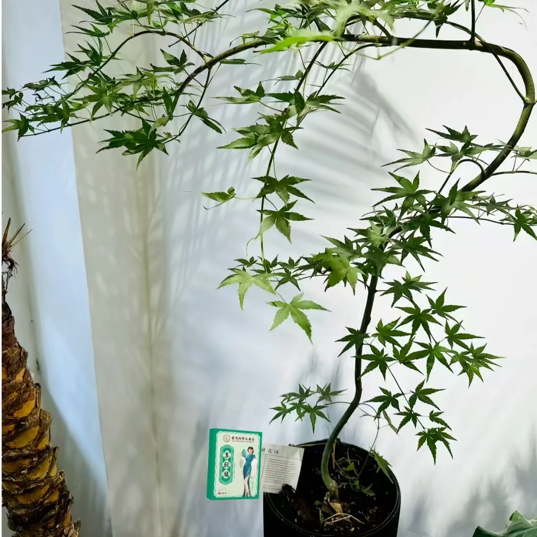【试用10天】 科学配比  草本萃取贴