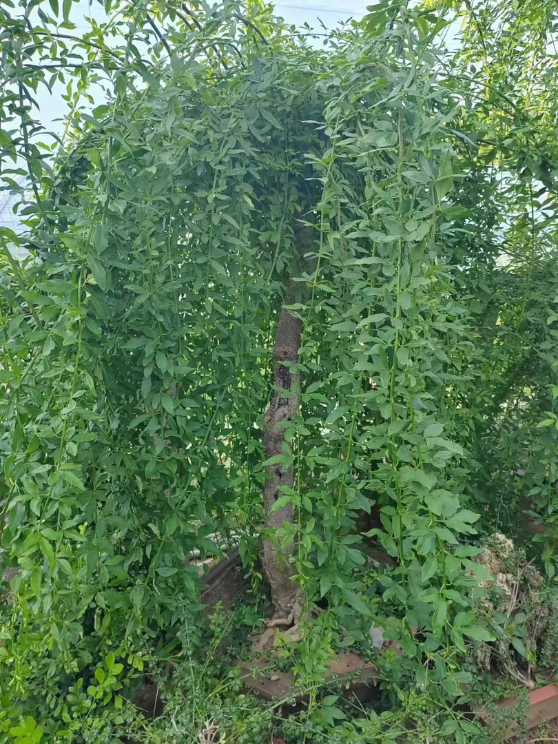 高干垂钓迎春探春花春节前后开花一物一拍